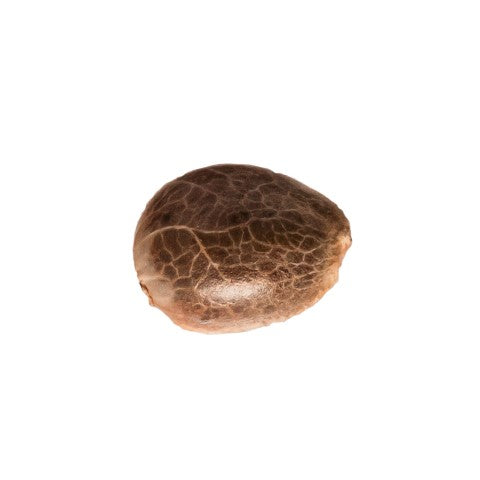 34 STREET SEED CO - APPLE COBBLER SEEDS