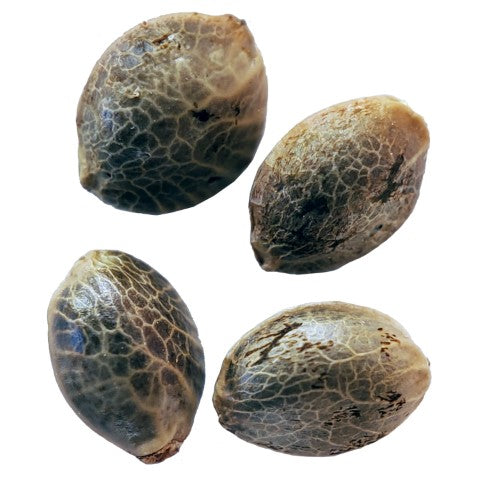 WEATHERED ISLANDS CRAFT CANNABIS - COASTAL FOG AUTOFLOWER FEMINIZED SEEDS